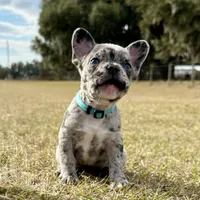 💙 Bluey  💙 aka Smiley , a male French Bulldog for sale in Webster, FL – Photo 5 of 10