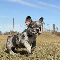 💙 Bluey  💙 aka Smiley , a male French Bulldog for sale in Webster, FL – Photo 6 of 10