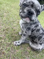 💙 Bluey  💙 aka Smiley , a male French Bulldog for sale in Webster, FL – Photo 2 of 10