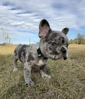 processed/3b7b8f0f-e4eb-4627-987e-9e4a67163629/listing/f9266a87-7bb5-4956-8928-49899b303064/f6012083-ef98-45b1-9601-08d284b73fd2