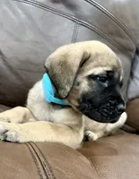 💚 Ivy , a female English Mastiff for sale in Webster, FL – 2 of 3