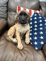🌱Ivy - AKC English Mastiff , a female English Mastiff for sale in Webster, FL – 2 of 3