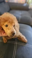Asia, a female Poodle - Toy  for sale in Sacramento, CA – 3 of 5