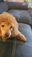 Asia, a female Poodle - Toy  for sale in Sacramento, CA – 2 of 5