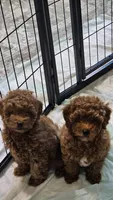 Asia, a female Poodle - Toy  for sale in Sacramento, CA – 5 of 5