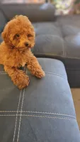 Charlie, a male Poodle - Toy  for sale in Sacramento, CA – 1 of 4