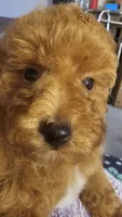 Asia, a female Poodle - Toy  for sale in Sacramento, CA – 4 of 5