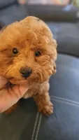 Charlie, a male Poodle - Toy  for sale in Sacramento, CA – 2 of 4