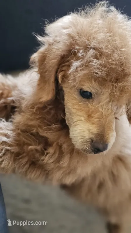 Asia – Poodle - Toy  puppy for sale in Sacramento, CA