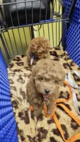 Charlie, a male Poodle - Toy  for sale in Sacramento, CA – 3 of 4
