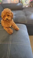 Charlie, a male Poodle - Toy  for sale in Sacramento, CA – 4 of 4