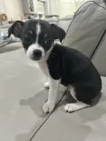 Zoey, a female Chihuahua for sale in Brownsville, TX – 3 of 3
