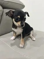 Princess, a female Chihuahua for sale in Brownsville, TX – 3 of 3