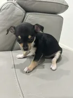 Princess, a female Chihuahua for sale in Brownsville, TX – 2 of 3