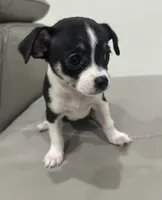 Zoey, a female Chihuahua for sale in Brownsville, TX – 2 of 3
