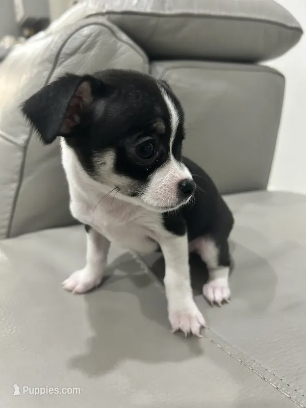 Zoey – Chihuahua puppy for sale in Brownsville, TX