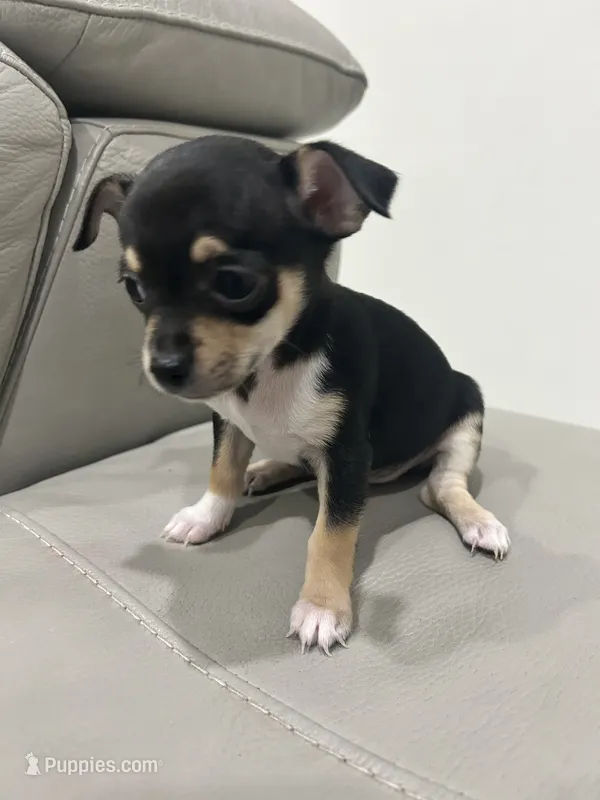 Princess – Chihuahua puppy for sale in Brownsville, TX
