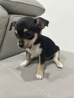 Princess, a female Chihuahua for sale in Brownsville, TX – 1 of 3