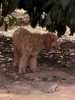 Elf, a male Goldendoodle for sale in Riverside, CA – 5 of 5