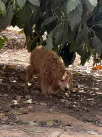 Elf, a male Goldendoodle for sale in Riverside, CA – 3 of 5
