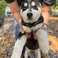 Pixel, a female Siberian Husky for sale in Riverside, CA – 2 of 5