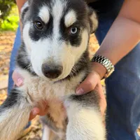 Pixel, a female Siberian Husky for sale in Riverside, CA – 1 of 5