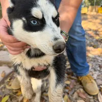 Pixel, a female Siberian Husky for sale in Riverside, CA – 3 of 5