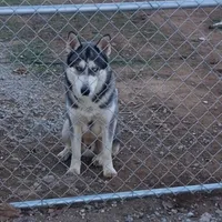 Pixel, a female Siberian Husky for sale in Riverside, CA – 5 of 5