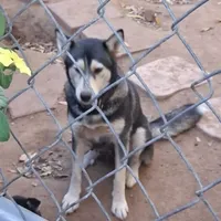 Pixel, a female Siberian Husky for sale in Riverside, CA – 4 of 5