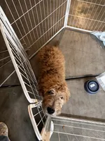 Elf, a male Goldendoodle for sale in Riverside, CA – 2 of 5