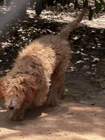 Elf, a male Goldendoodle for sale in Riverside, CA – 4 of 5