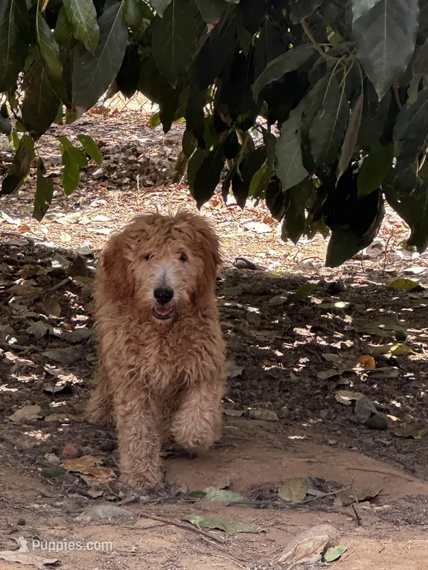 Elf – Goldendoodle puppy for sale in Riverside, CA