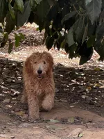 Elf, a male Goldendoodle for sale in Riverside, CA – 1 of 5