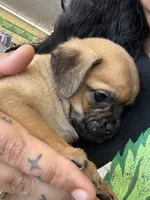 Pug, a female Pug for sale in San Jacinto, CA – 2 of 2