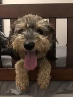 Donny, a male Miniature Aussiedoodle for sale in Valparaiso, IN – 3 of 4