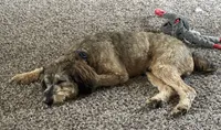 Donny, a male Miniature Aussiedoodle for sale in Valparaiso, IN – 2 of 4