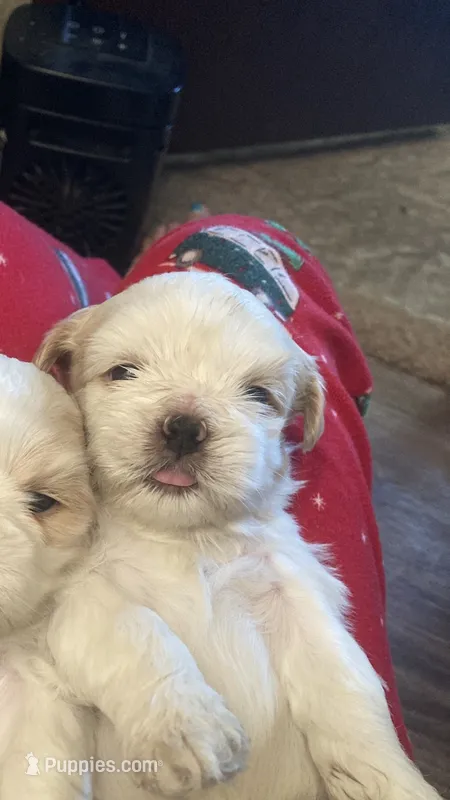 Black – Shih Tzu puppy for sale in Casper, WY
