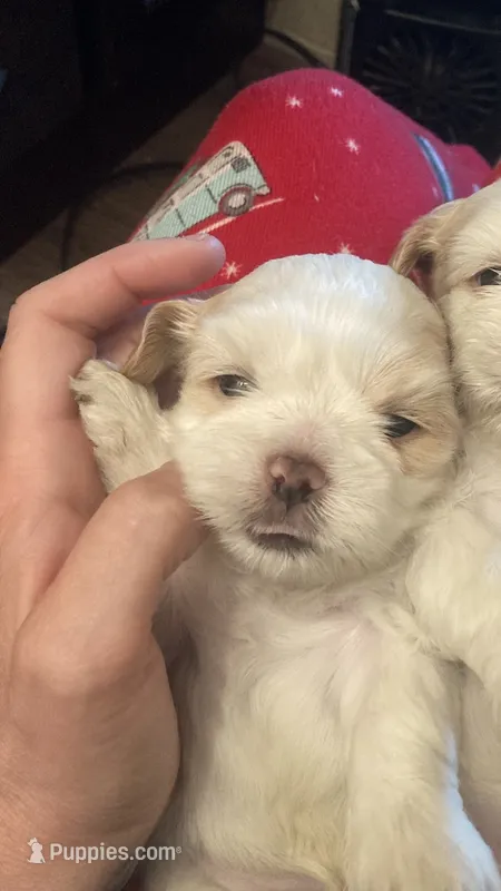 Sam – Shih Tzu puppy for sale in Casper, WY