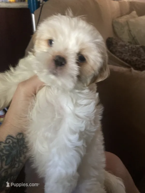 Rose – Shih Tzu puppy on hold in Casper, WY