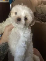 Rose, a female Shih Tzu for sale in Casper, WY – 1 of 1