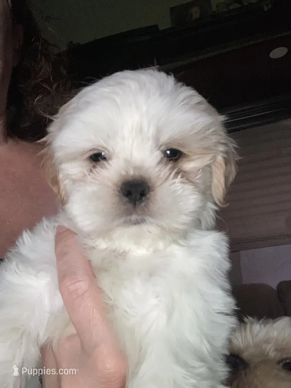 Black – Shih Tzu puppy on hold in Casper, WY
