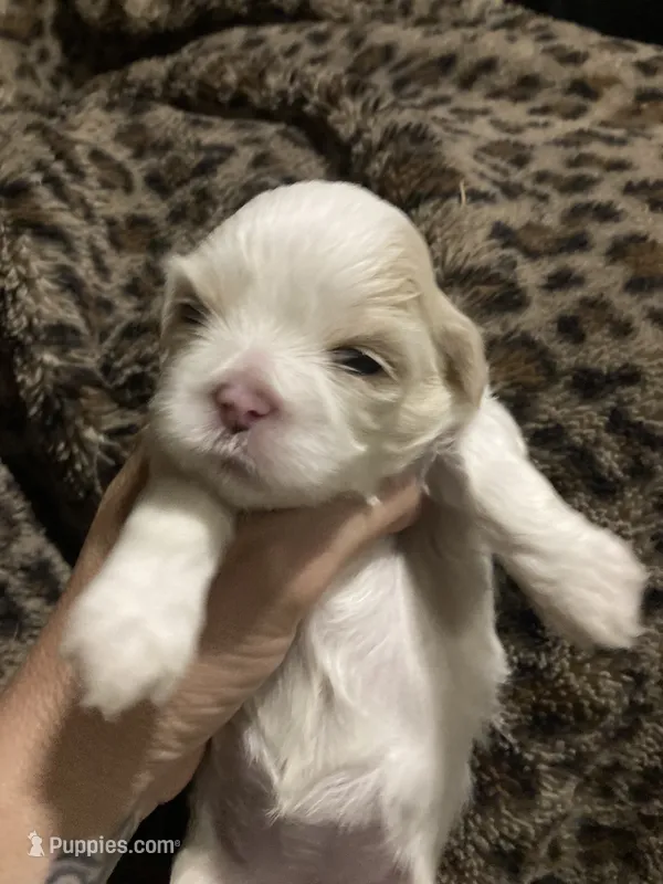 Snow  – Shih Tzu puppy for sale in Casper, WY