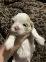 Snow , a female Shih Tzu for sale in Casper, WY – 1 of 1