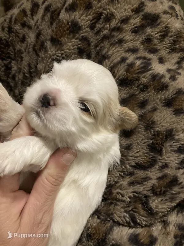 Black – Shih Tzu puppy for sale in Casper, WY