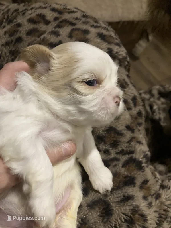 Toby – Shih Tzu puppy for sale in Casper, WY