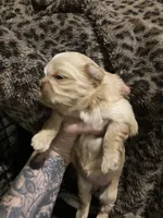 Tan, a female Shih Tzu for sale in Casper, WY – 1 of 1