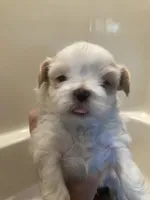 Rose, a female Shih Tzu for sale in Casper, WY – 1 of 1