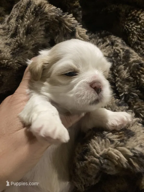 Sam – Shih Tzu puppy for sale in Casper, WY