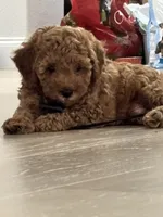 Poby, a male Poodle - Toy  for sale in Coppell, TX – 5 of 9