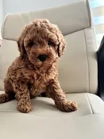 Poby, a male Poodle - Toy  for sale in Coppell, TX – 2 of 9